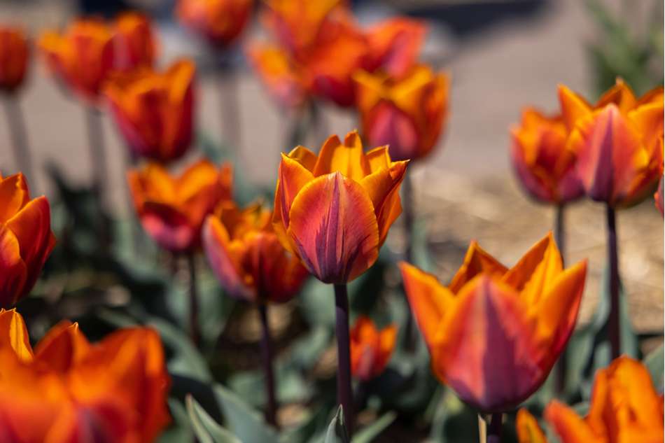 Tulpan 'Princess Irene'